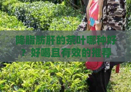 降脂肪肝的茶叶哪种好？好喝且有效的推荐