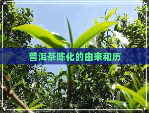 普洱茶陈化的由来和历