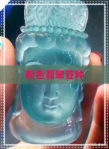 粉色翡翠豆种