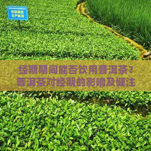 经期期间能否饮用普洱茶？普洱茶对经期的影响及健注意事项