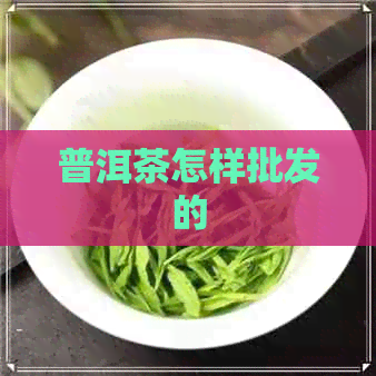 普洱茶怎样批发的