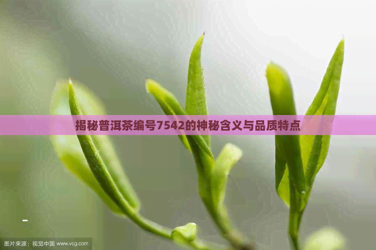 揭秘普洱茶编号7542的神秘含义与品质特点