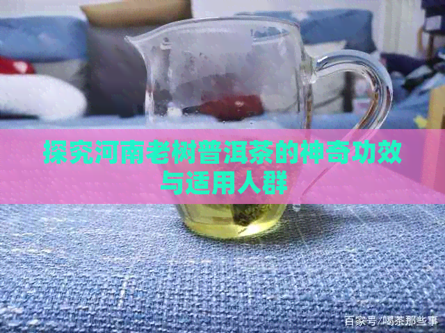 探究河南老树普洱茶的神奇功效与适用人群