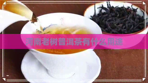 河南老树普洱茶有什么用途