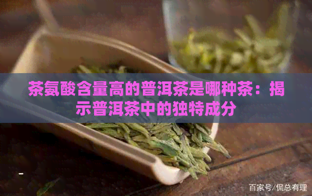 茶氨酸含量高的普洱茶是哪种茶：揭示普洱茶中的独特成分