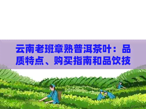 云南老班章熟普洱茶叶：品质特点、购买指南和品饮技巧一应俱全