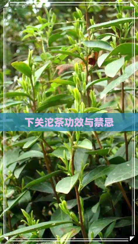 下关沱茶功效与禁忌