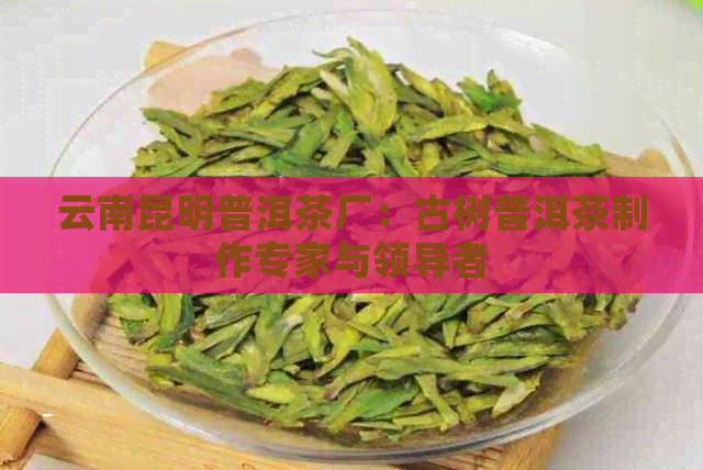 云南昆明普洱茶厂：古树普洱茶制作专家与领导者