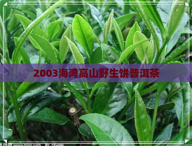 2003海湾高山野生饼普洱茶