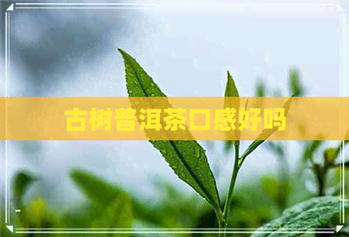 古树普洱茶口感好吗