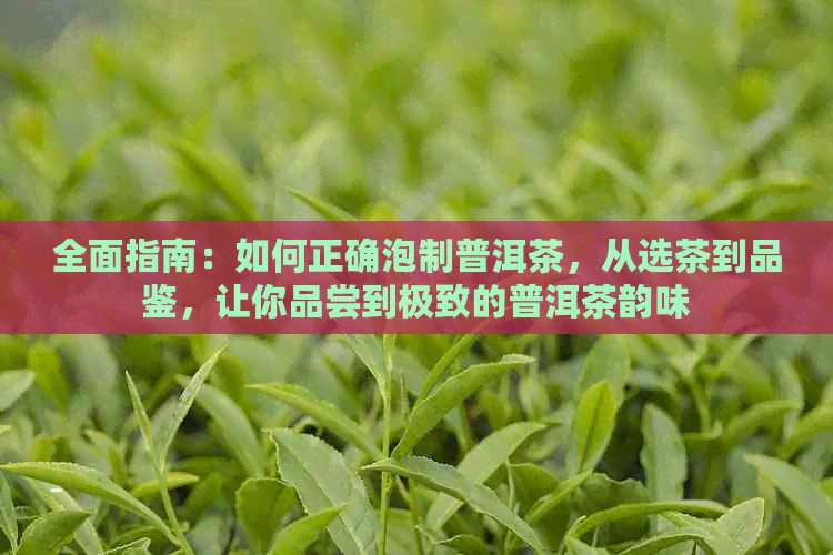 全面指南：如何正确泡制普洱茶，从选茶到品鉴，让你品尝到极致的普洱茶韵味