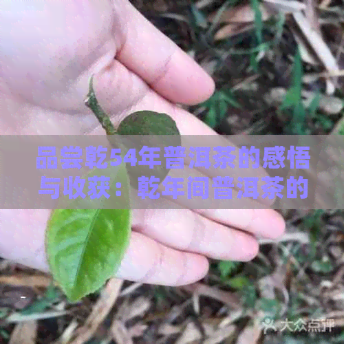 品尝乾54年普洱茶的感悟与收获：乾年间普洱茶的历与魅力