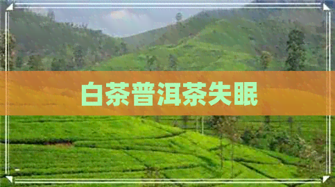 白茶普洱茶失眠