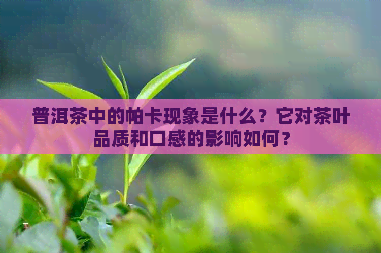 普洱茶中的帕卡现象是什么？它对茶叶品质和口感的影响如何？