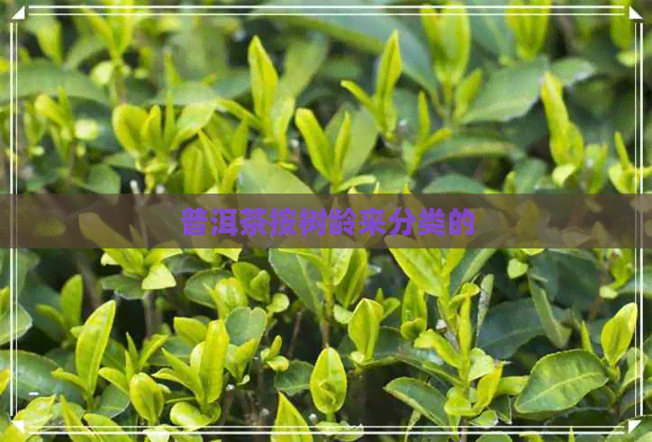 普洱茶按树龄来分类的