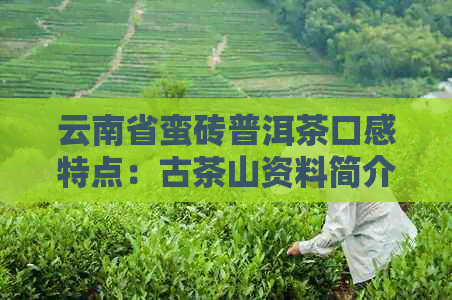 云南省蛮砖普洱茶口感特点：古茶山资料简介与普洱茶特点