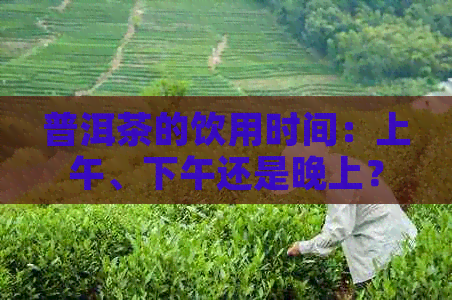 普洱茶的饮用时间：上午、下午还是晚上？