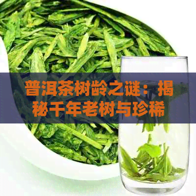 普洱茶树龄之谜：揭秘千年老树与珍稀古茶的传奇故事