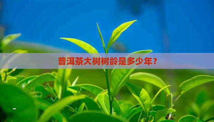 普洱茶大树树龄是多少年？