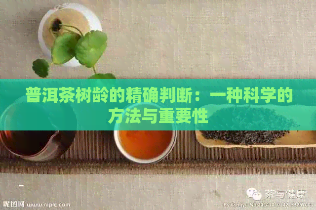 普洱茶树龄的精确判断：一种科学的方法与重要性