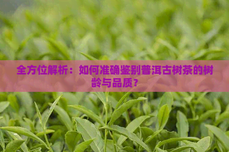 全方位解析：如何准确鉴别普洱古树茶的树龄与品质？