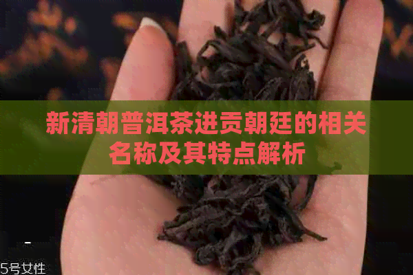 新清朝普洱茶进贡朝廷的相关名称及其特点解析