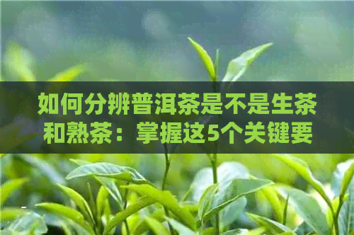 如何分辨普洱茶是不是生茶和熟茶：掌握这5个关键要点