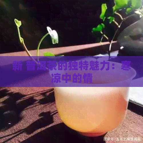 新 普洱茶的独特魅力：寒凉中的情