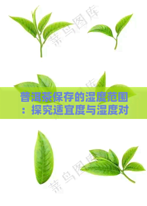 普洱茶保存的湿度范围：探究适宜度与湿度对茶叶品质的影响