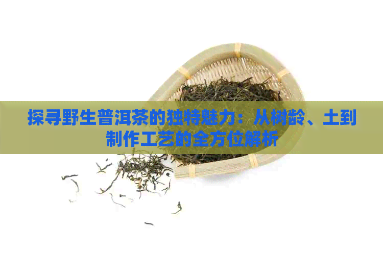 探寻野生普洱茶的独特魅力：从树龄、土到制作工艺的全方位解析