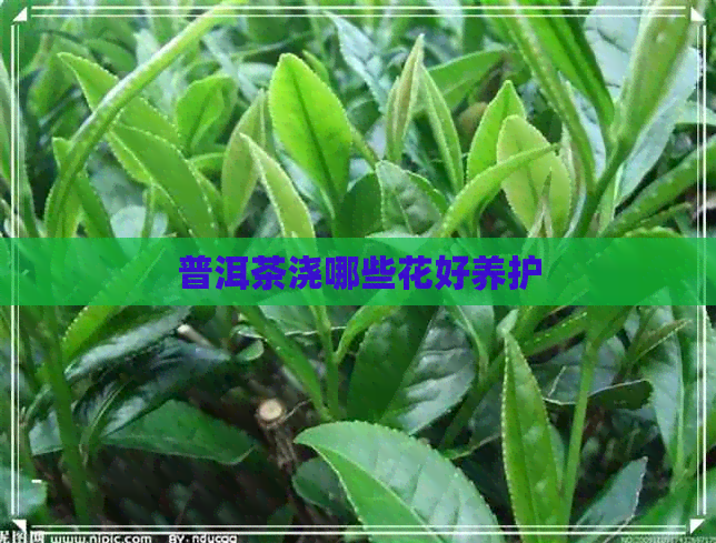 普洱茶浇哪些花好养护