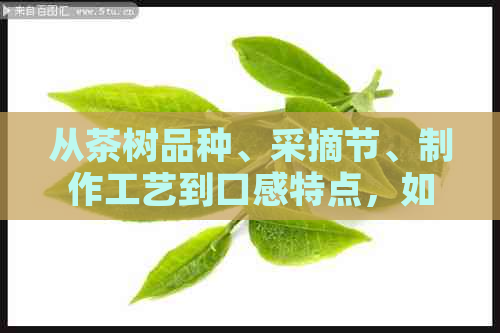 从茶树品种、采摘节、制作工艺到口感特点，如何全面选择优质普洱茶？