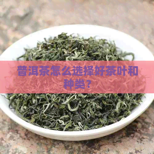 普洱茶怎么选择好茶叶和种类？