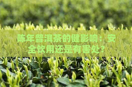 陈年普洱茶的健影响：安全饮用还是有害处？