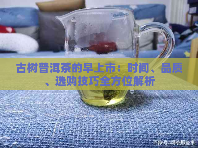 古树普洱茶的早上市：时间、品质、选购技巧全方位解析