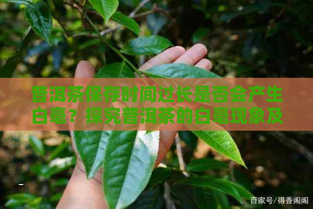 普洱茶保存时间过长是否会产生白毫？探究普洱茶的白毫现象及影响因素