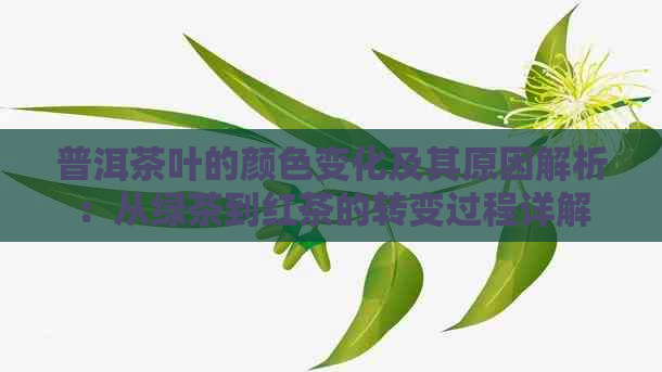 普洱茶叶的颜色变化及其原因解析：从绿茶到红茶的转变过程详解