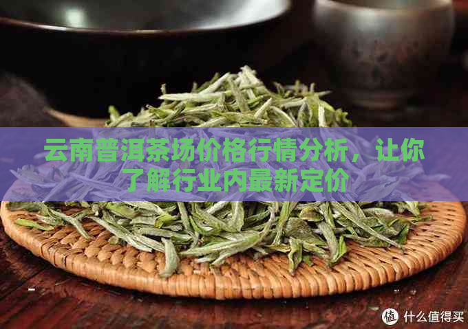 云南普洱茶场价格行情分析，让你了解行业内最新定价