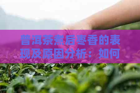 普洱茶煮后枣香的表现及原因分析：如何正确烹饪以保留其独特风味？