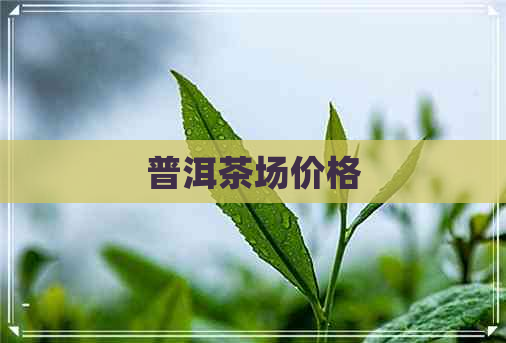 普洱茶场价格