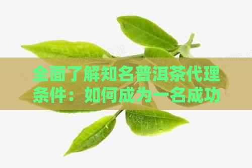 全面了解知名普洱茶代理条件：如何成为一名成功的普洱茶代理商