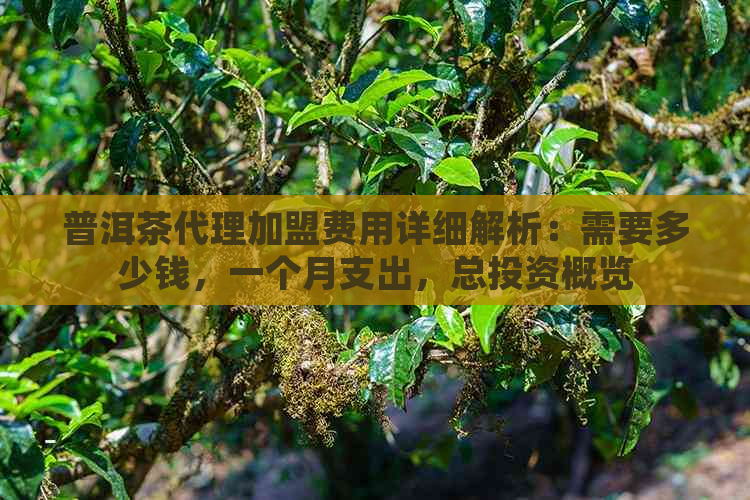 普洱茶代理加盟费用详细解析：需要多少钱，一个月支出，总投资概览