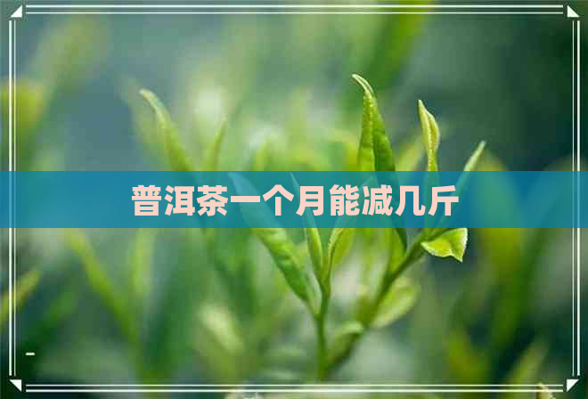 普洱茶一个月能减几斤