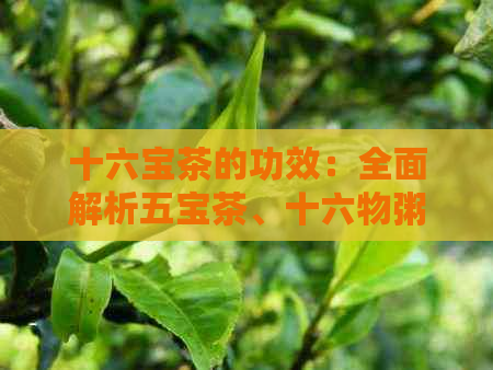 十六宝茶的功效：全面解析五宝茶、十六物粥及人参十六宝茶的作用与效果