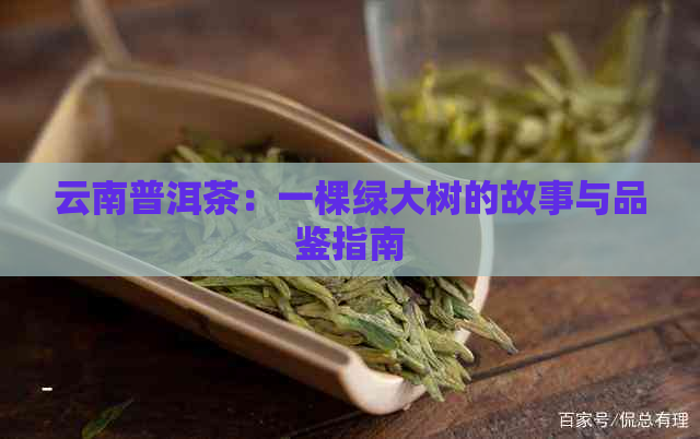 云南普洱茶：一棵绿大树的故事与品鉴指南