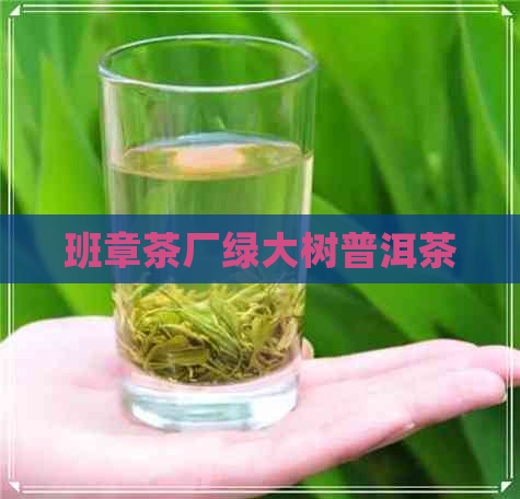 班章茶厂绿大树普洱茶