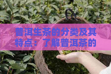 普洱生茶的分类及其特点：了解普洱茶的完整指南