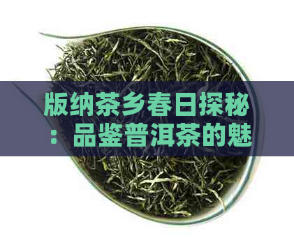 版纳茶乡春日探秘：品鉴普洱茶的魅力与制作过程