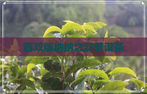 西双版纳纳之润普洱茶