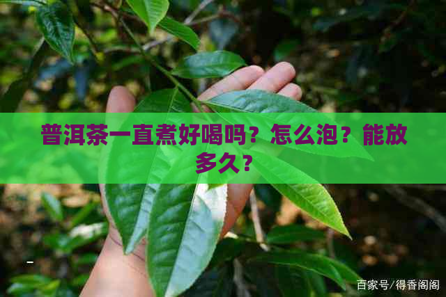 普洱茶一直煮好喝吗？怎么泡？能放多久？